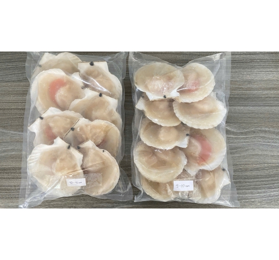 SÒ NỮA MẢNH SIZE 08-10 con/kg 